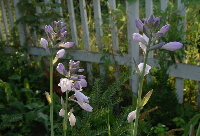 Сиреневые цветки хосты Форчуна (Hosta fortunei) находят особенно вкусными