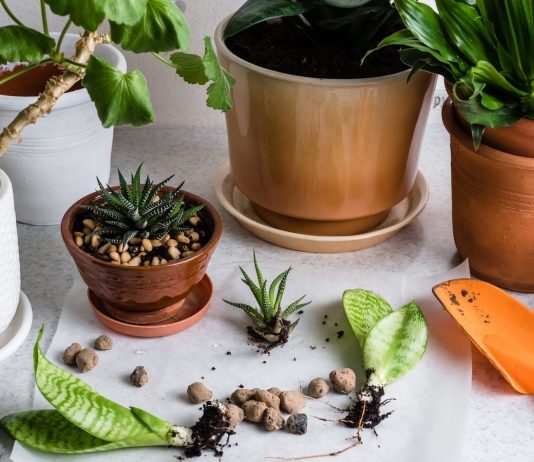 Разделение — простой способ размножения комнатных растений - Красивоцветущие Разделение — простой способ размножения комнатных растений