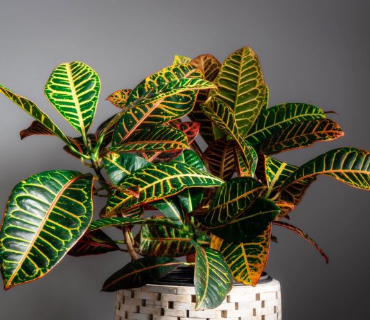 Самые яркие комнатные кротоны - Комнатные растения Самые яркие комнатные кротоны