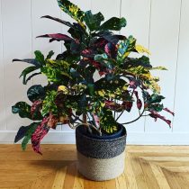 Кодиеум пестрый (Codiaeum variegatum), сорт 'Magnificent'