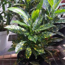 Кодиеум пестрый (Codiaeum variegatum), сорт 'Gold Dust' 
