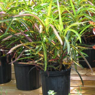 Кодиеум пестрый (Codiaeum variegatum), сорт 'Zanzibar' 