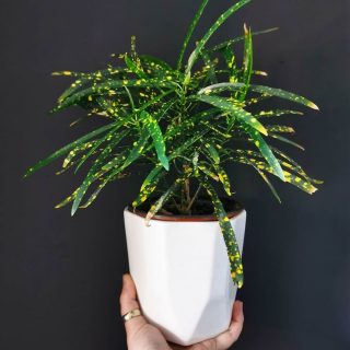 Кодиеум пестрый (Codiaeum variegatum), сорт 'Eleanor Roosevelt' 