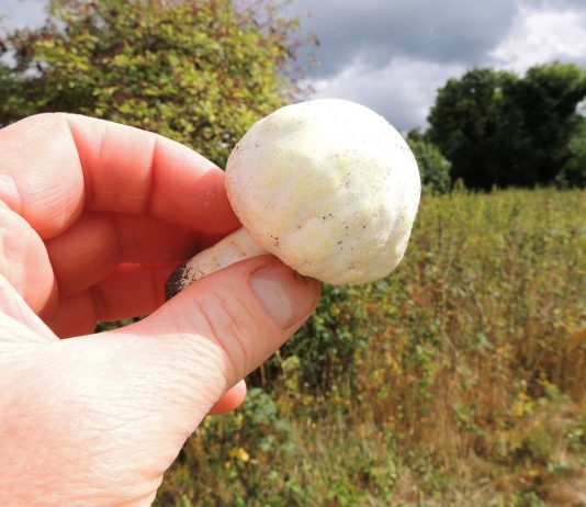 Такие разные шампиньоны — в лесу и в саду