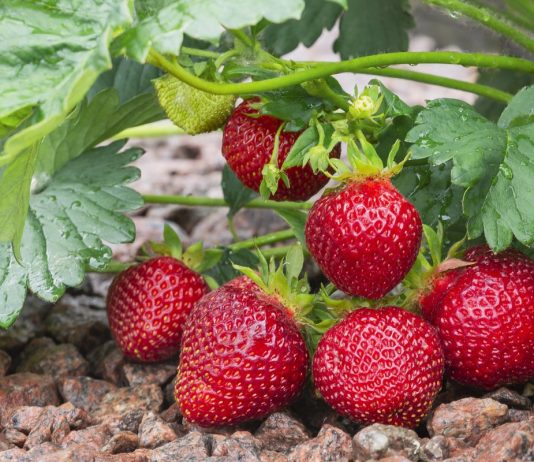 Выращивание ремонтантной земляники садовой и её лучшие сорта