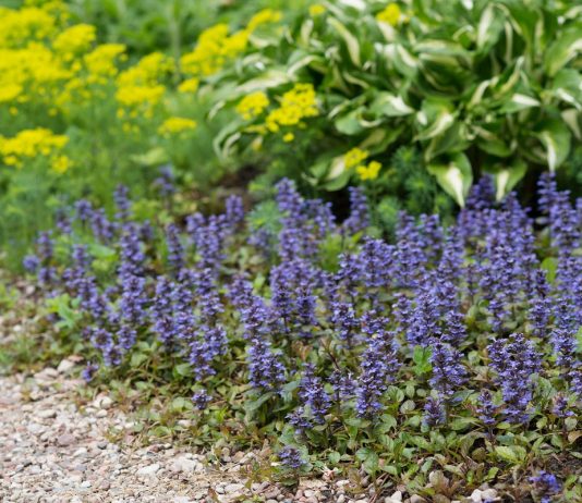 Живучка в дизайне сада — современные сорта и лучшие растения-партнёры