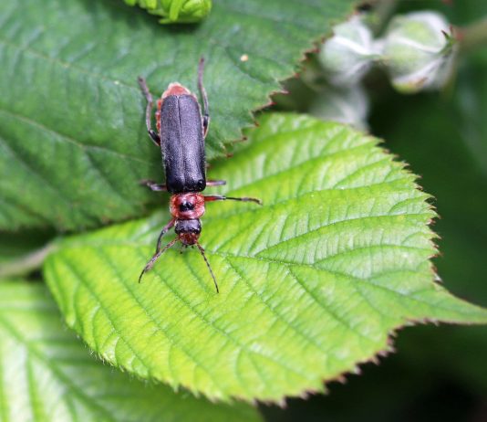 Жуки-пожарники — чем полезны для сада и могут ли навредить?
