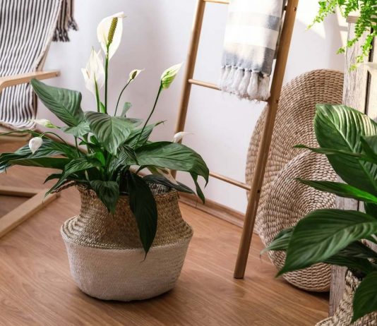 10 лучших комнатных растений для начинающих - Комнатные растения 10 лучших комнатных растений для начинающих