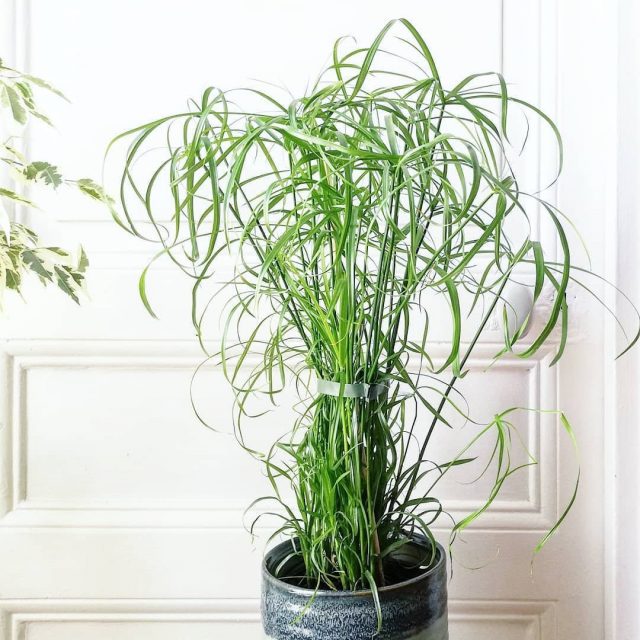 Циперус (Cyperus)