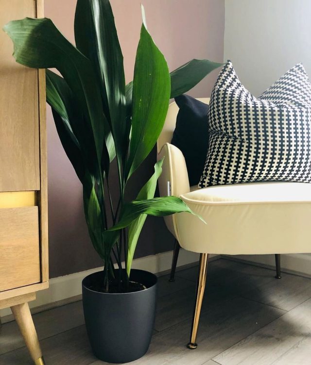 Аспидистра (Aspidistra) 