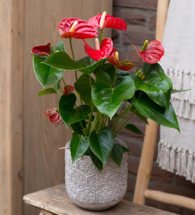 Антуриум (Anthurium) 