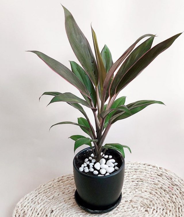 Кордилина (Cordyline)