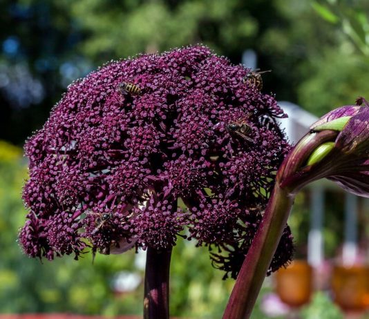 7 эффектных зонтичных растений для цветников в природном стиле