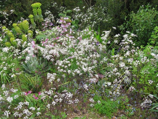 Купырь лесной (Anthriscus sylvestris), сорт 'Ravenswing'