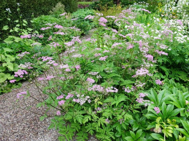 Бутень волосистый (Chaerophyllum hirsutum), культурная форма «Розеум» ('Roseum')