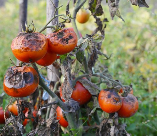 Так ли страшны грибные болезни растений?