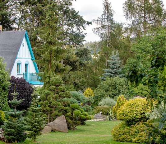 Хвойные для дачи – как выбрать правильно?