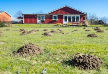 Испещренный кротовыми норами участок