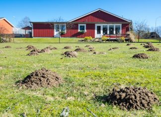Испещренный кротовыми норами участок