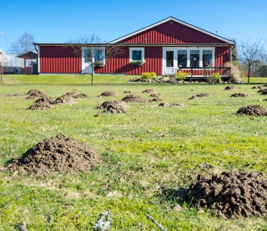 Испещренный кротовыми норами участок