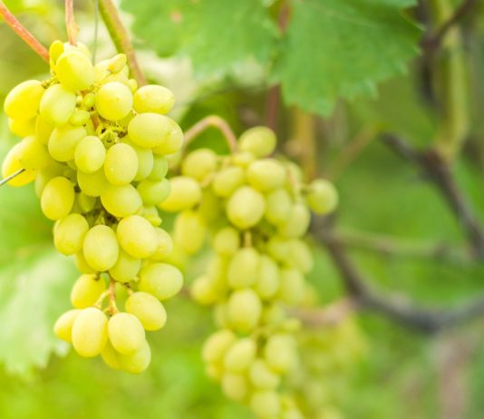 Схема подкормки винограда от саженца до урожая