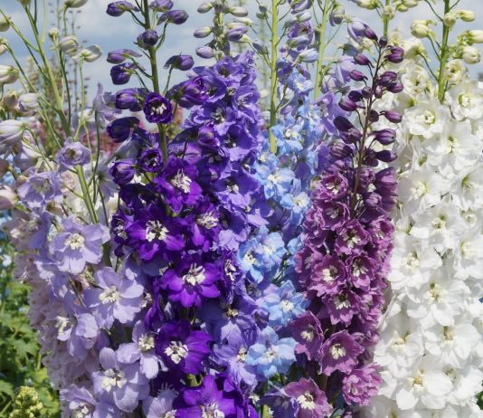 Букет красочных дельфиниумов
