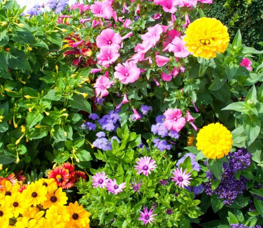 Как заставить цветы цвести обильнее - Цветник и ландшафт Здоровые, яркие цветы – отрада для ваших глаз