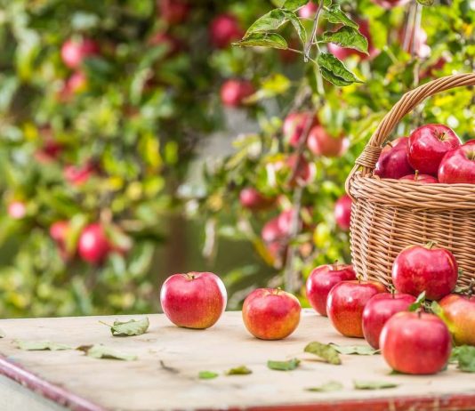 Что не забыть сделать в августе садоводу?