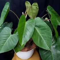 Филодендрон краснеющий (Philodendron erubescens)