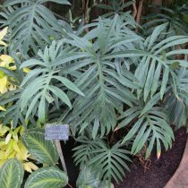 Филодендрон узкорассеченный (Philodendron angustisectum) 