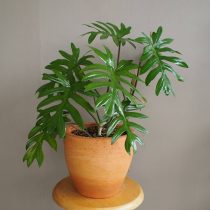 Филодендрон изящный (Philodendron elegans) 
