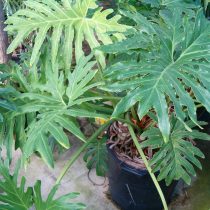 Филодендрон двоякоперистый (Philodendron bipinnatifidum)