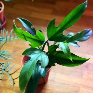 Филодендрон гитаровидный (Philodendron panduriforme)
