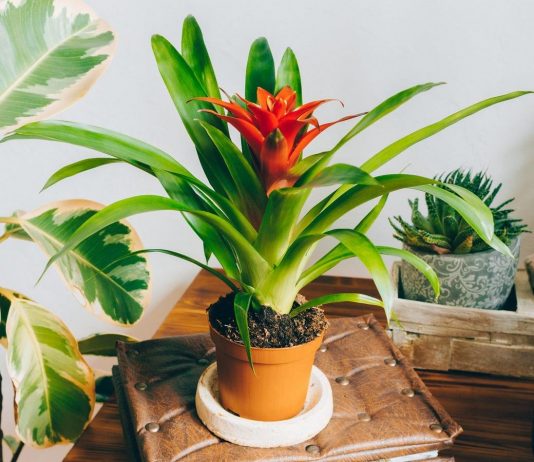 Гусмания — эффектно цветущая и неприхотливая в правильных условиях