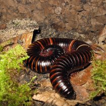 Кивсяк гигантский, или африканский (Archispirostreptus gigas)