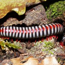 Кивсяк радужный (Aulacobolus rubropunctatus)