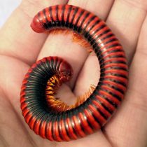 Кивсяк мадагаскарский (Aphistogoniulus corallipes)