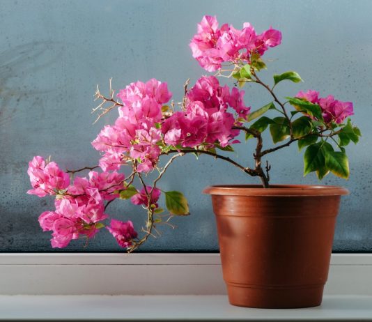 Комнатная бугенвиллея — красивоцветущая великанша