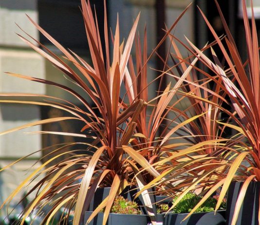 Кордилина — более яркая альтернатива драцене - Комнатные растения Кордилина — более яркая альтернатива драцене