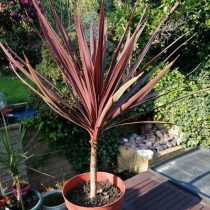 Кордилина южная, или Австралийская (Cordyline australis) 