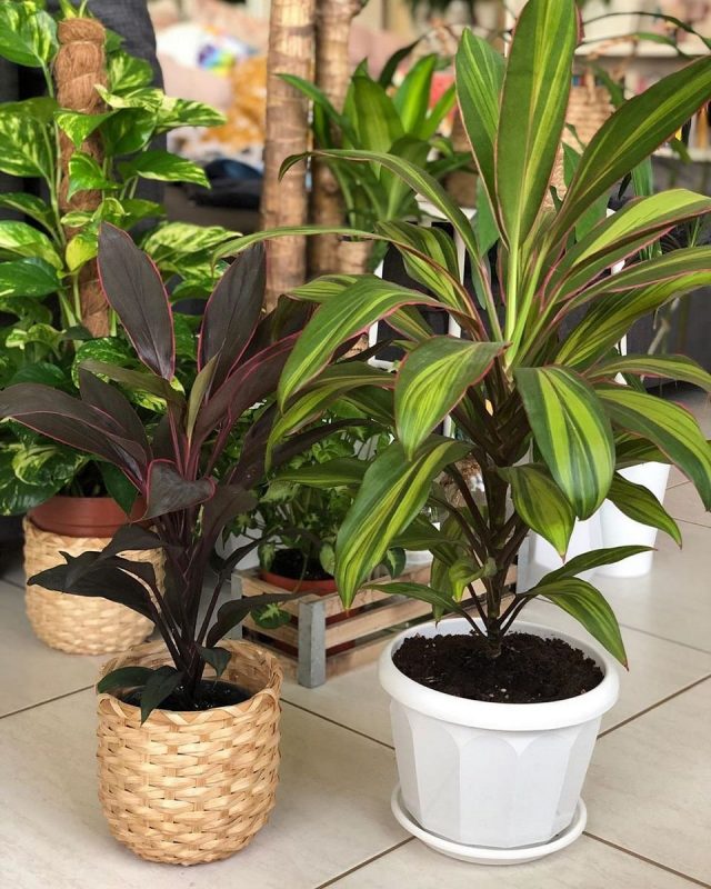 Крдилина кустарниковая, или кордилина верхушечная (Cordyline fruticosa), сорт «Танго» (Tango) и сорт «Киви» (Kiwi)