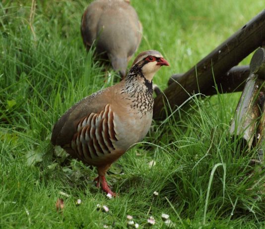 Куропатки — выгодная птица для содержания в личном хозяйстве - Животные Куропатки — выгодная птица для содержания в личном хозяйстве