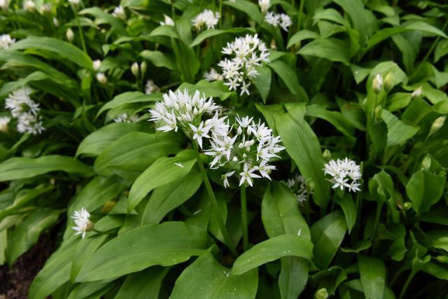 Черемша, или Лук медвежий (Allium ursinum) Черемша, или Лук медвежий (Allium ursinum)