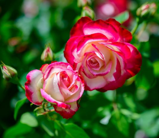 Мои двухцветные розы — на Дальнем Востоке и Кубани - Цветник и ландшафт Мои двухцветные розы — на Дальнем Востоке и Кубани