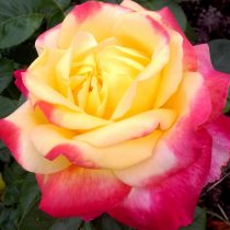 Роза «Пулман Ориент Экспресс» (Rosa 'Pullman Orient Express') Роза «Пулман Ориент Экспресс» (Rosa 'Pullman Orient Express')