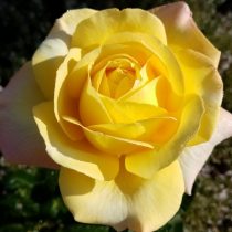 Роза «Глория Дэй» (Rosa 'Gloria Dei') Роза «Глория Дэй» (Rosa 'Gloria Dei')