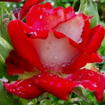 Роза «Альянс» (Rosa 'Alliance') Роза «Альянс» (Rosa 'Alliance')