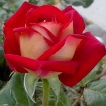 Роза «Фрэндшип» (Rosa 'Friendship') Роза «Фрэндшип» (Rosa 'Friendship')