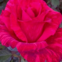 Роза «Рэд Интуишин» (Rosa 'Red Intuition') Роза «Рэд Интуишин» (Rosa 'Red Intuition')