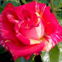 Роза «Файр Флеш» (Rosa 'Fire Flash') Роза «Файр Флеш» (Rosa 'Fire Flash')